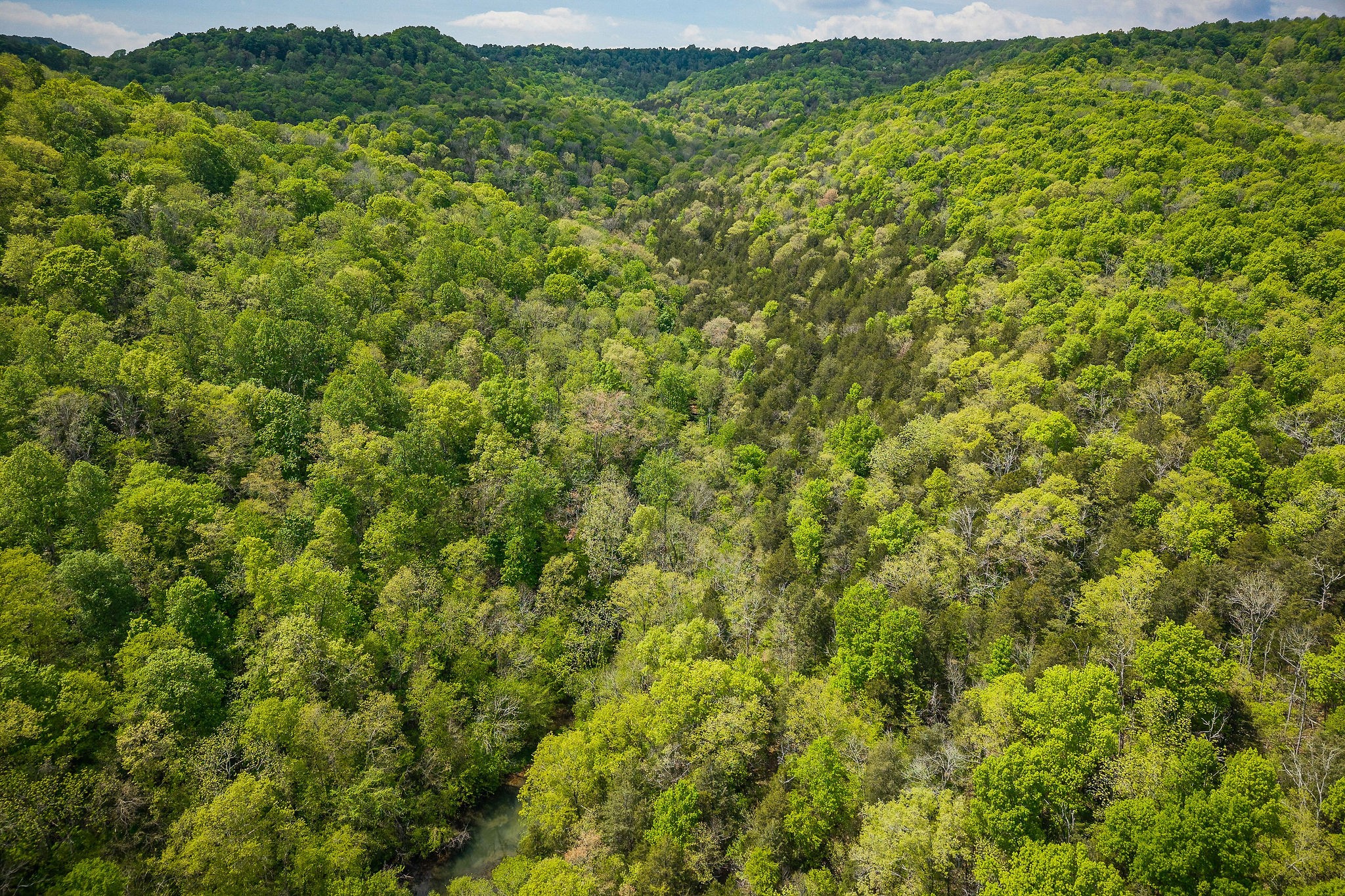 341 Pumpkin Hollow Road Liberty, TN 37095 - Photo 39 of 52 a view of a big yard with plants and large trees