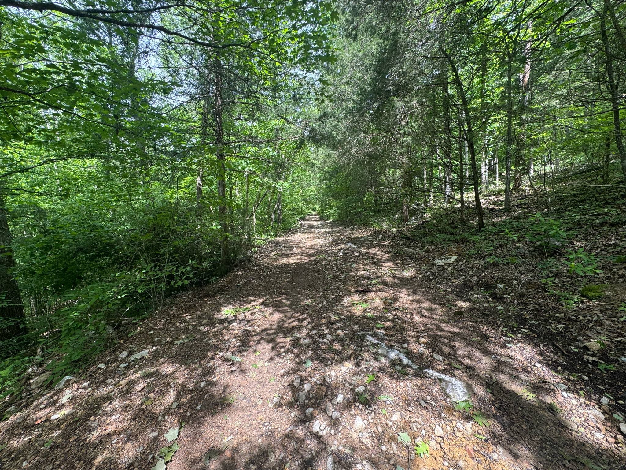 341 Pumpkin Hollow Road Liberty, TN 37095 - Photo 43 of 52 a view of a forest with trees in the background