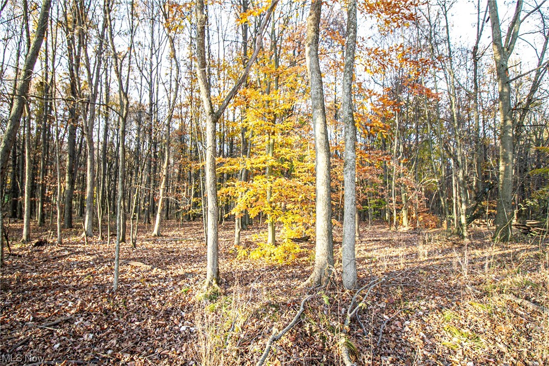 0 Lilly Road Northwest Minerva, OH 44657 - Photo 15 of 24 View of local wilderness