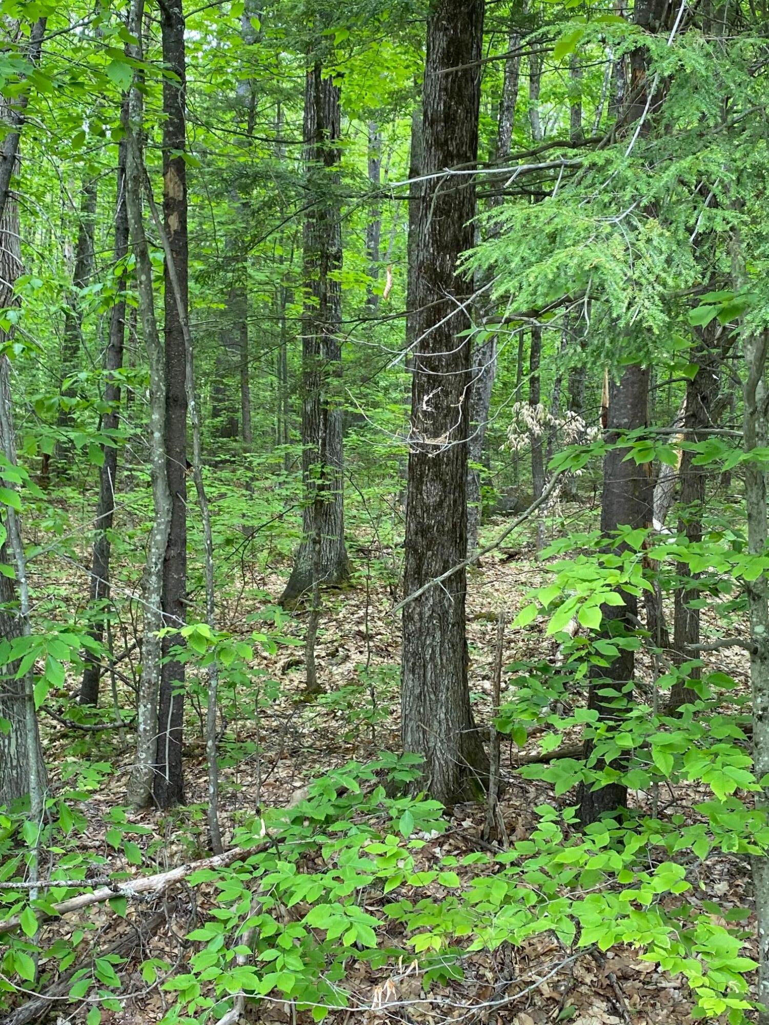 0 Fish Street, Unit 6 Fryeburg, ME 04037 - Photo 5 of 7 IMG_2662