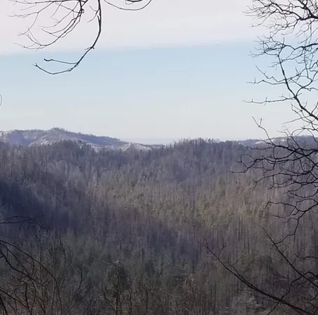 a view of tree in front of a yard