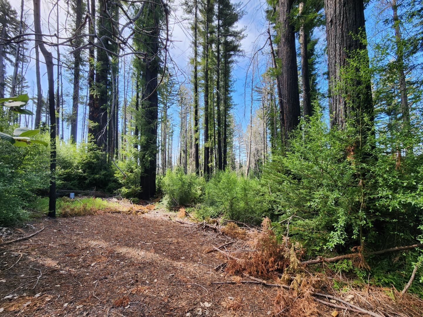 20604 Little Basin Road Boulder Creek, CA 95006 - Photo 14 of 19 a view of a garden with large trees