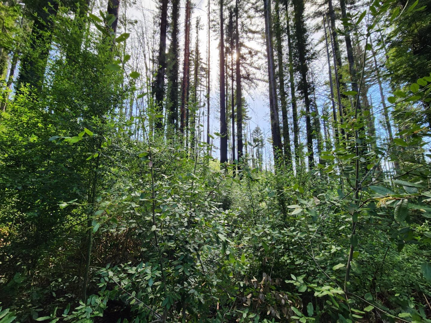 20604 Little Basin Road Boulder Creek, CA 95006 - Photo 16 of 19