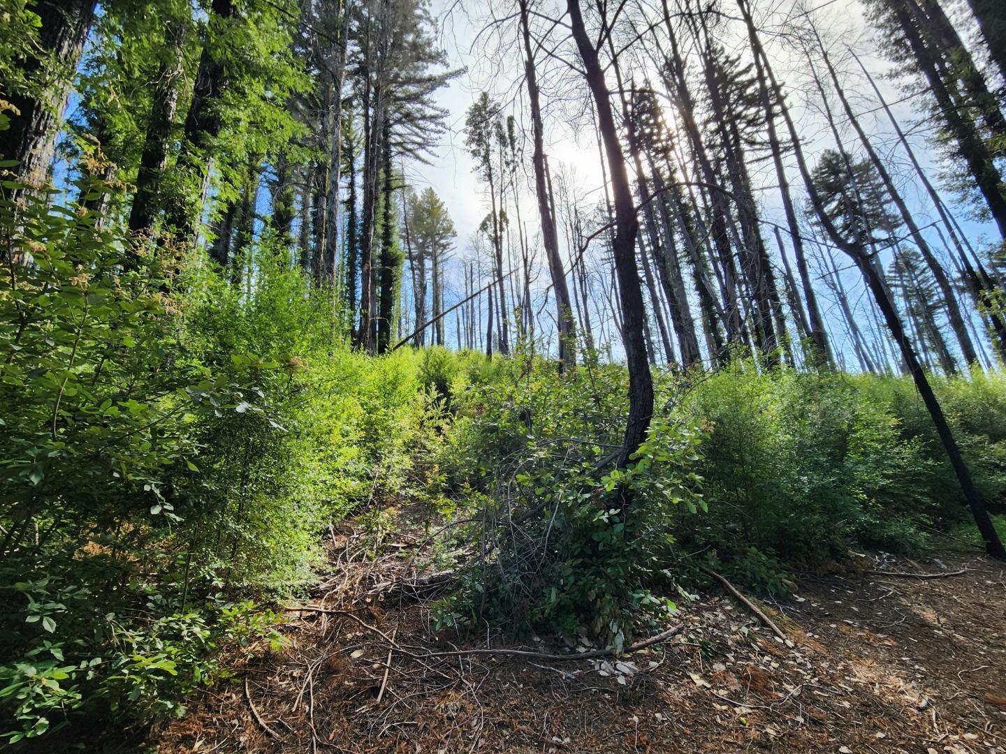 20604 Little Basin Road Boulder Creek, CA 95006 - Photo 17 of 19 a view of outdoor space and garden