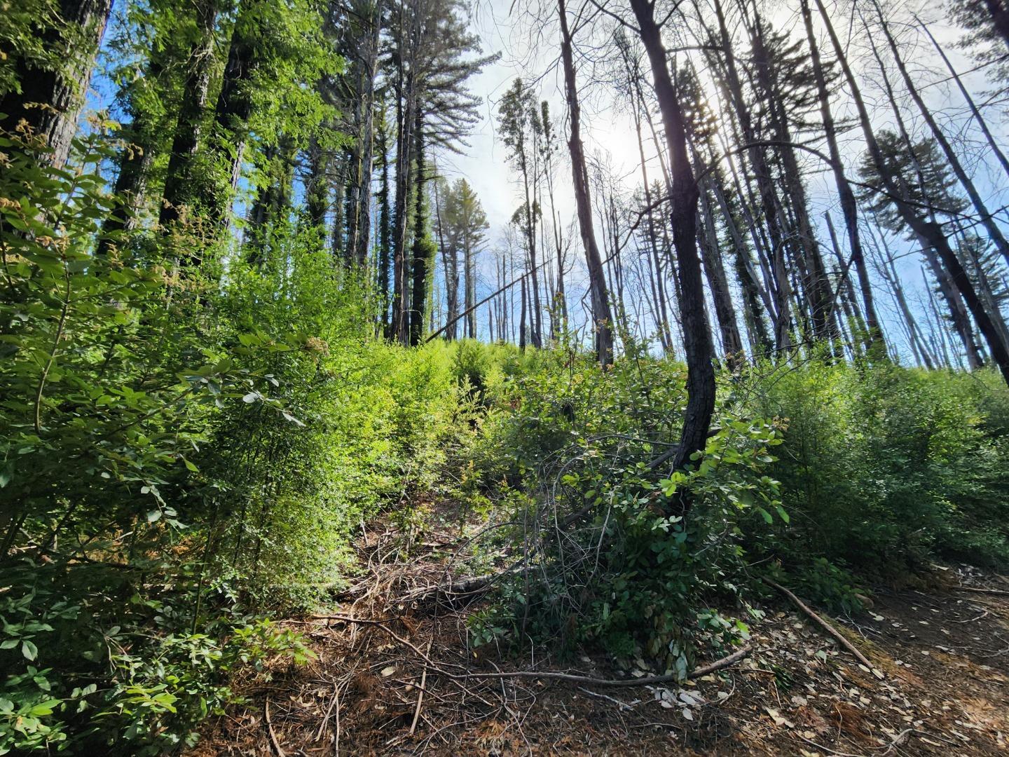 20604 Little Basin Road Boulder Creek, CA 95006 - Photo 18 of 19 a view of backyard with green space