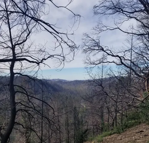 a view of a garden with plants