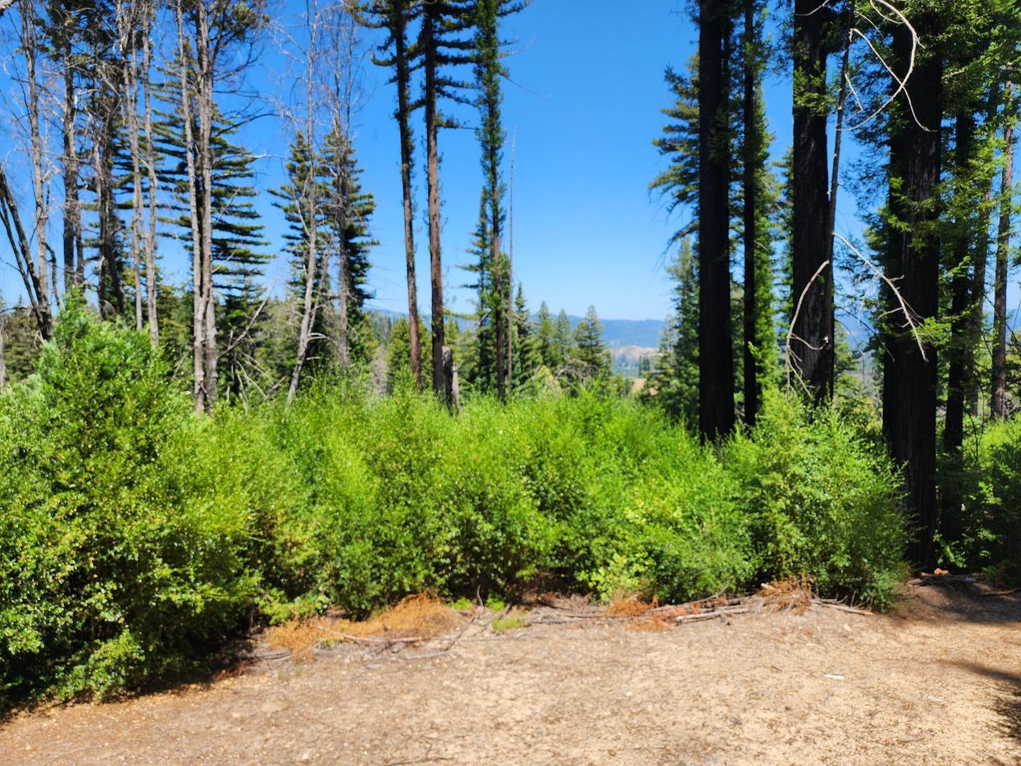 20604 Little Basin Road Boulder Creek, CA 95006 - Photo 3 of 19 a view of a garden with plants