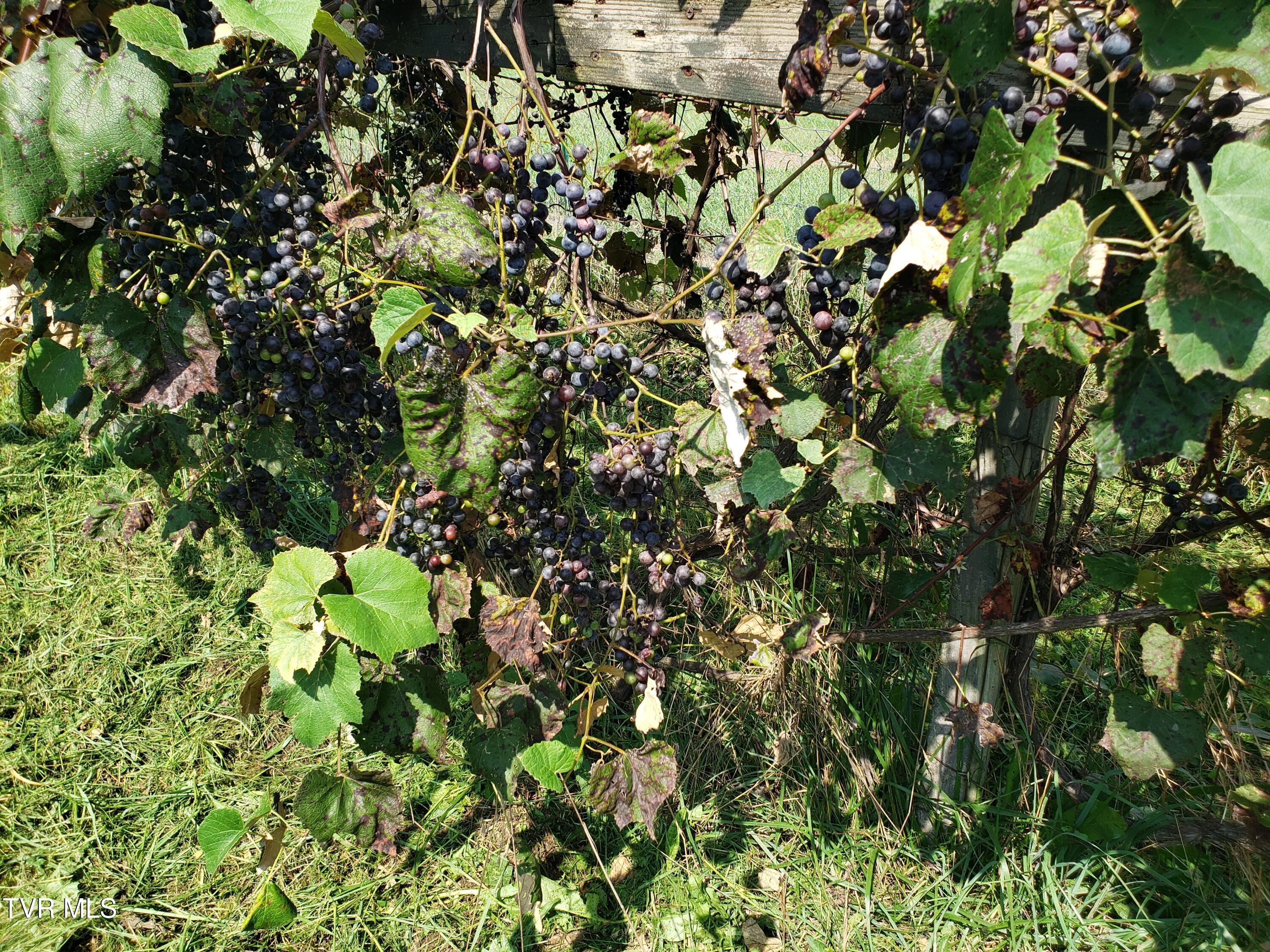 499 Campbell Circle Chuckey, TN 37641 - Photo 33 of 38 x20240830_153512