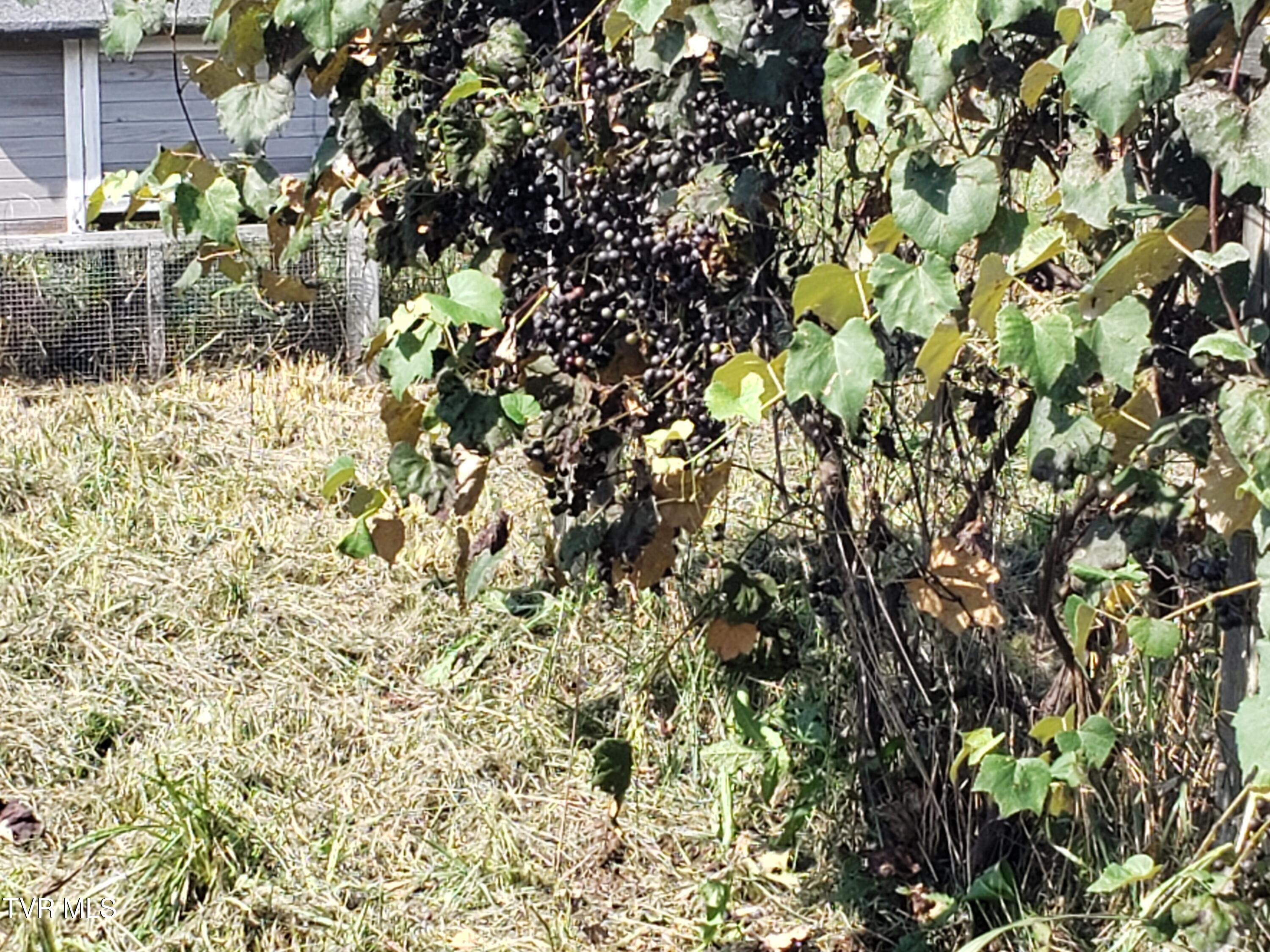 499 Campbell Circle Chuckey, TN 37641 - Photo 35 of 38 x20240831_154813