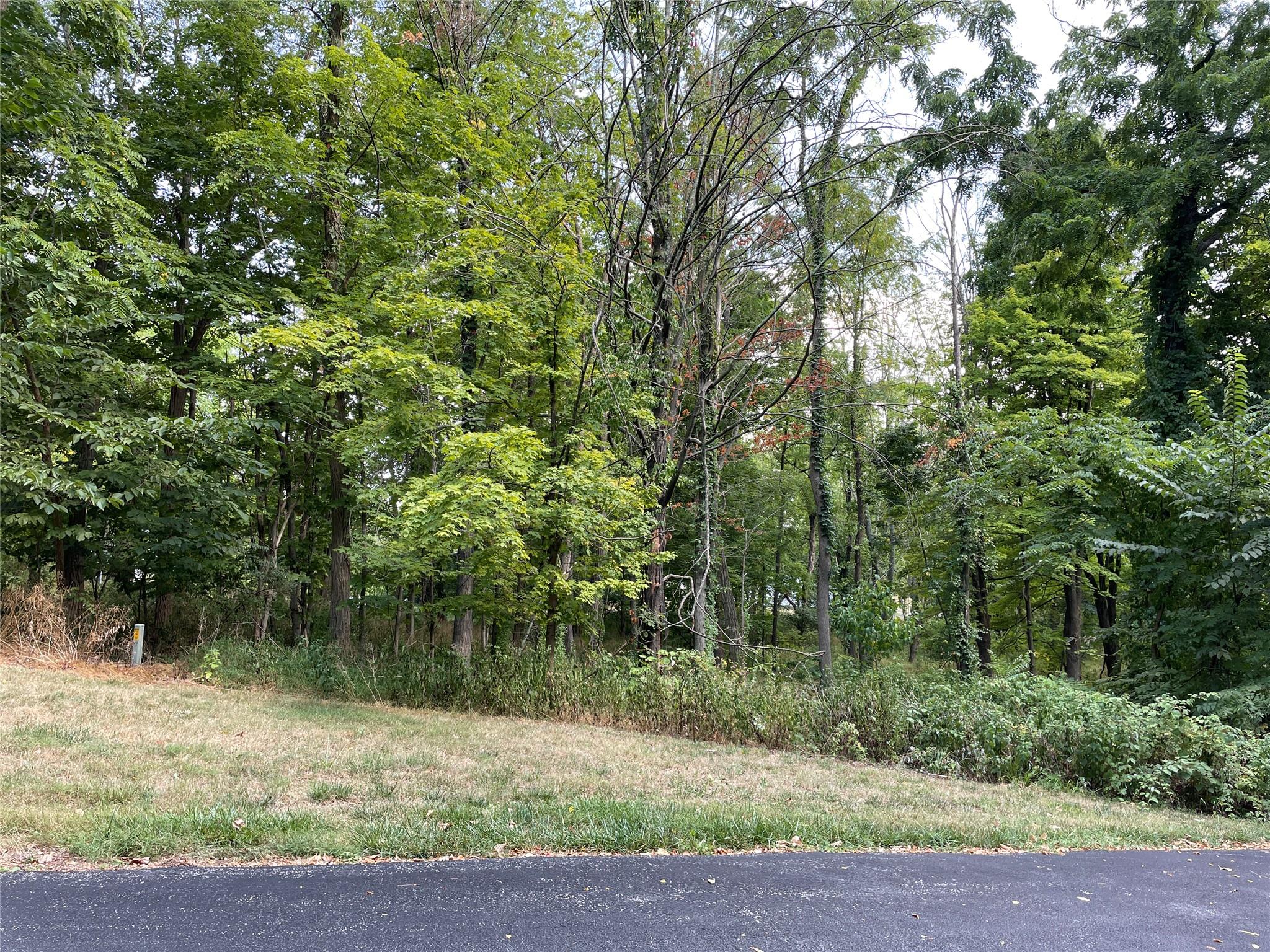 a view of a yard with plants and trees