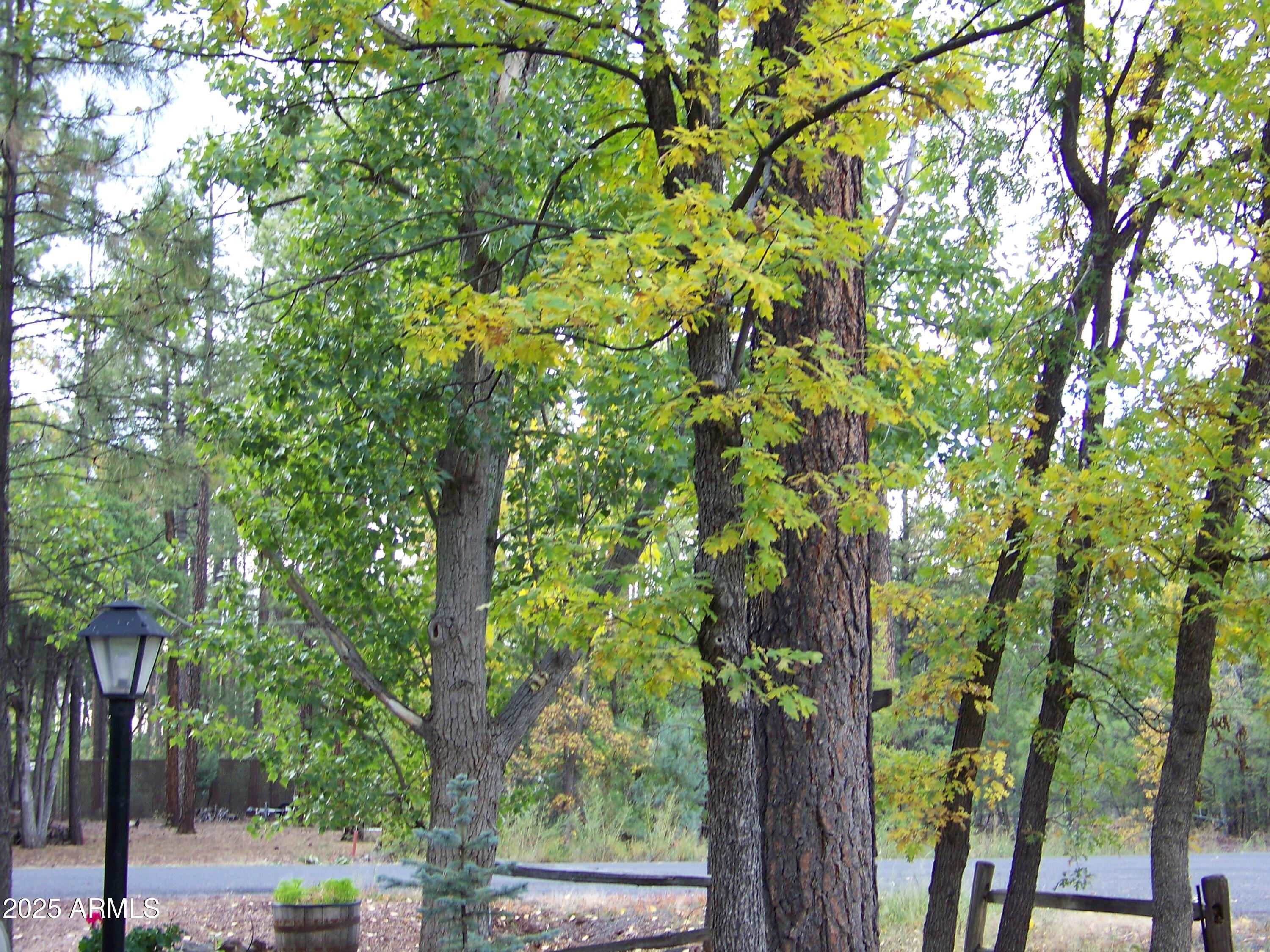 1167 White Tail Lane Pinetop, AZ 85935 - Photo 50 of 58 a picture of tree