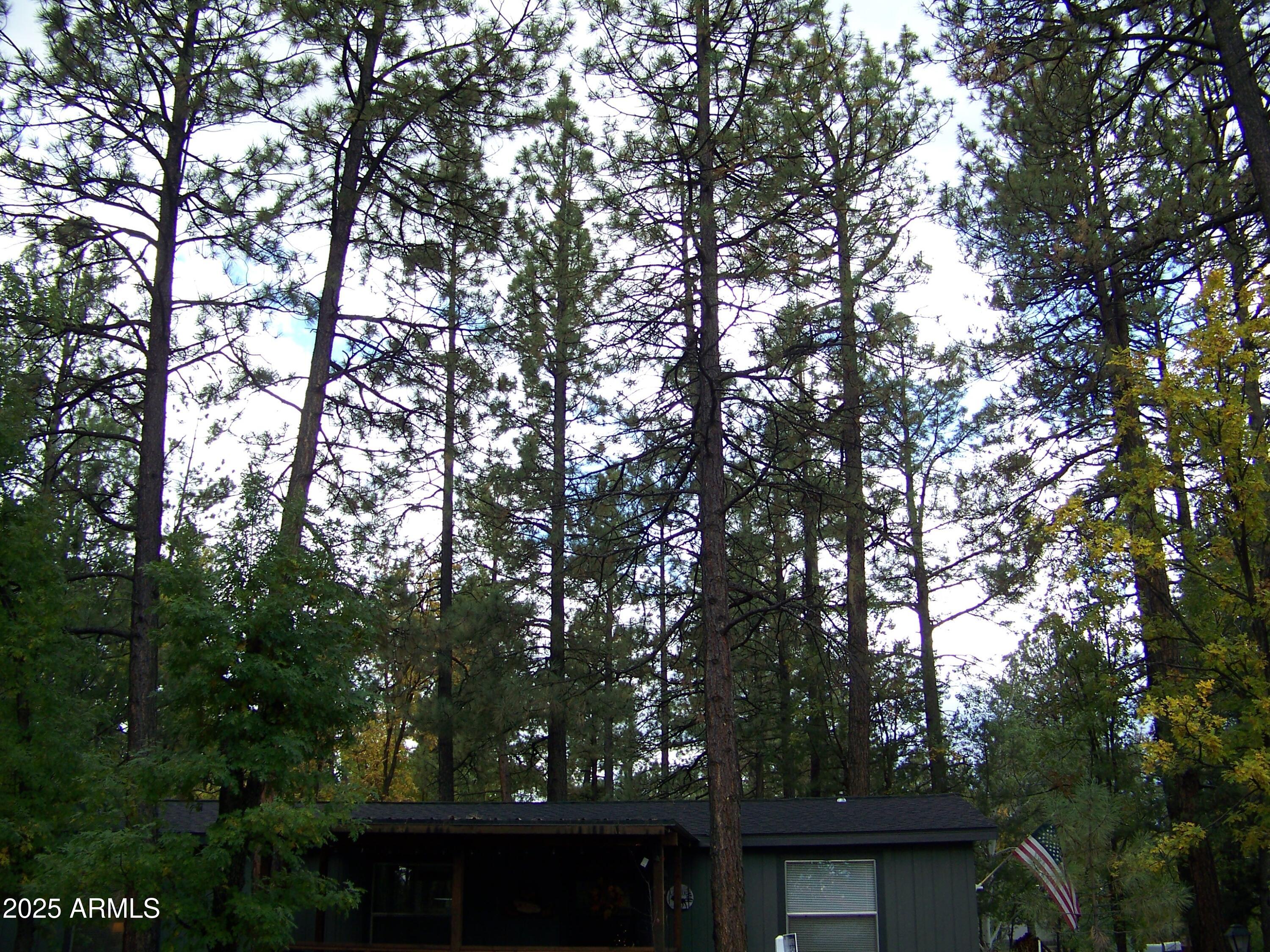 1167 White Tail Lane Pinetop, AZ 85935 - Photo 52 of 58 a view of tree