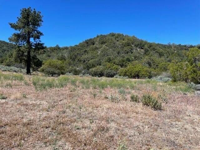 Lot 41 Devils Ladder Road Mountain Center, CA 92561 - Photo 9 of 10 a view of a dry yard with trees in the background