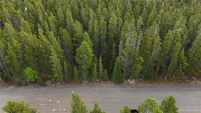 a plant with lots of trees