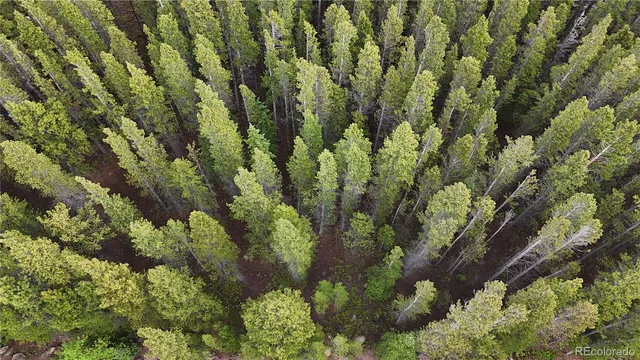 a view of a forest with a street