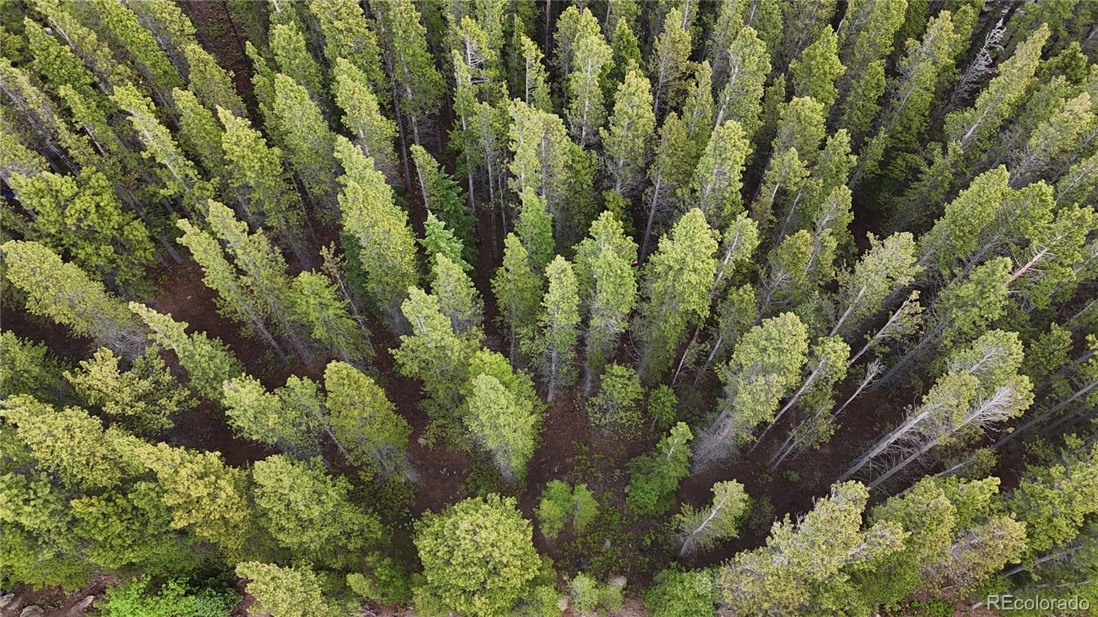 Lot 285 Lot Road Idaho Springs, CO 80452 - Photo 20 of 23 a plant with lots of trees