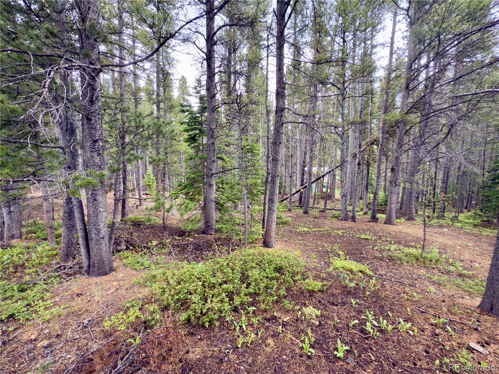 Lot 285 Lot Road Idaho Springs, CO 80452 - Photo 5 of 23 a backyard of a house with lots of green space