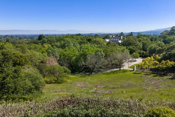 a view of a big yard with plants and large trees