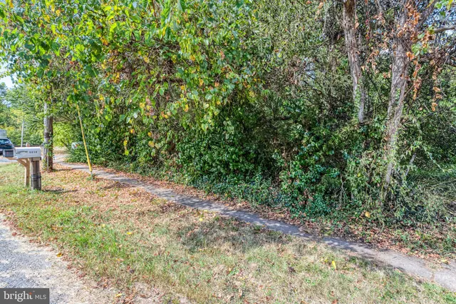 a view of a yard with plants and trees