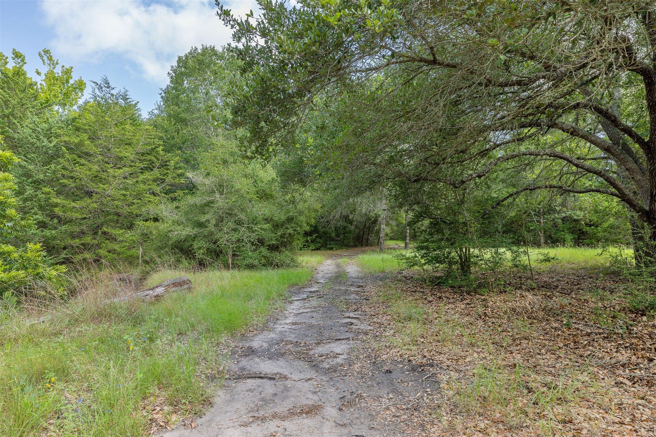 10900 Mayer Cemetery Road Burton, TX 77835 - Photo 9 of 24 a view of a yard with a tree