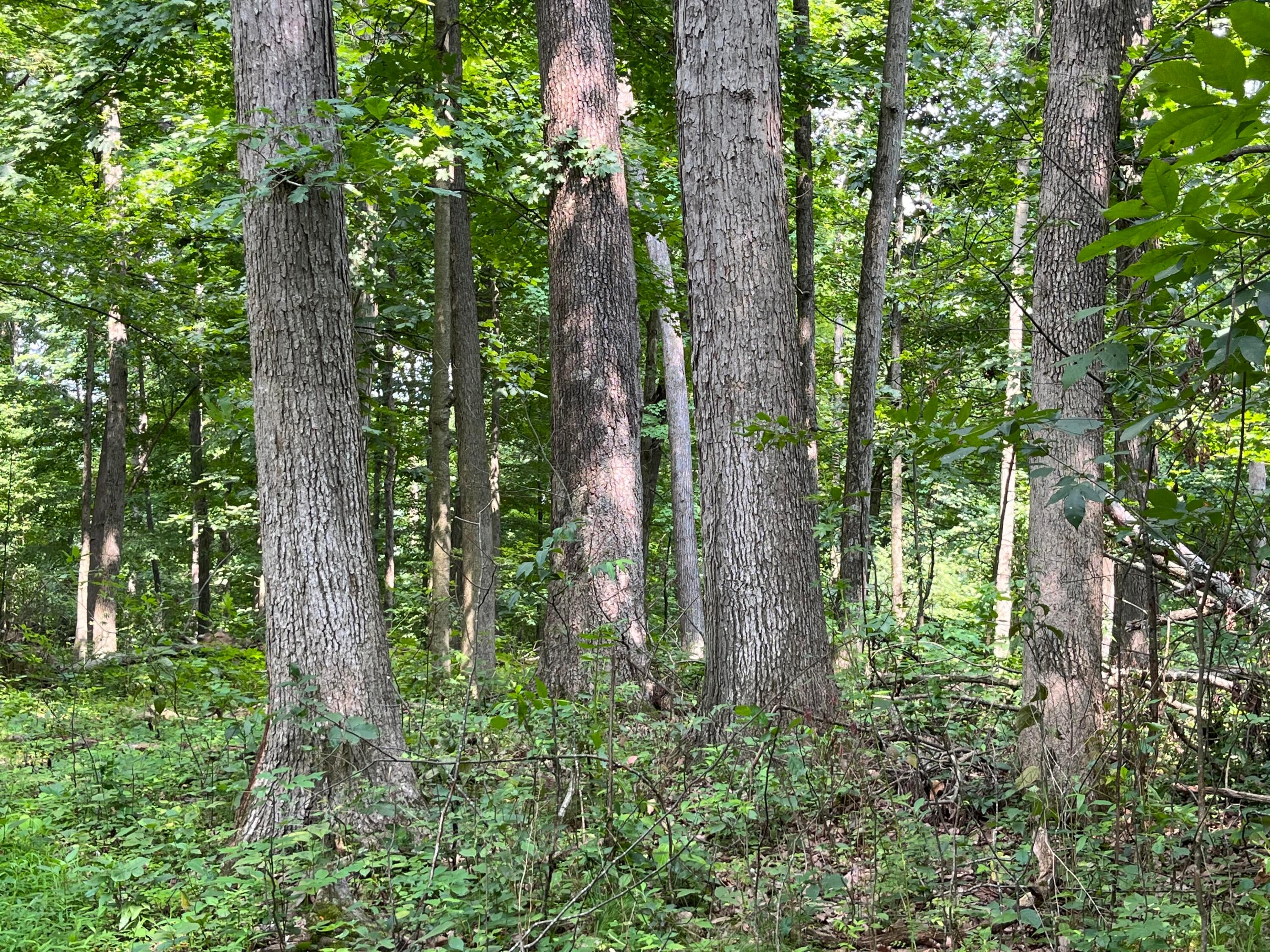 12600 Gilchrist Road Mount Vernon, OH 43050 - Photo 30 of 64 IMG_3094