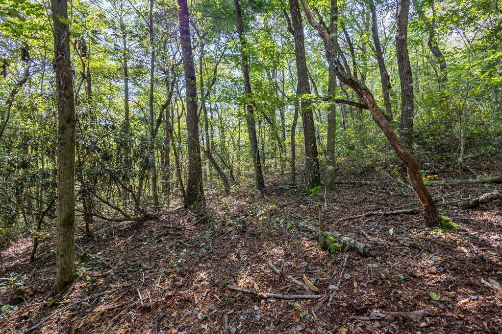 23.59-ac Chestnut Flts Road Andrews, NC 28901 - Photo 46 of 46