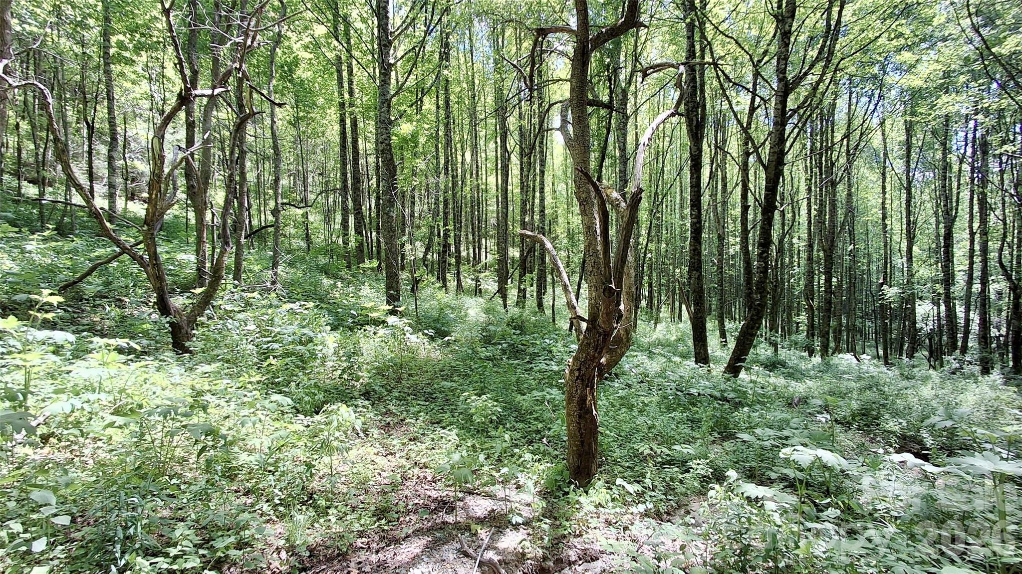 0 Cold Mountain Road Highlands, NC 28741 - Photo 22 of 46 a view of a lush green forest