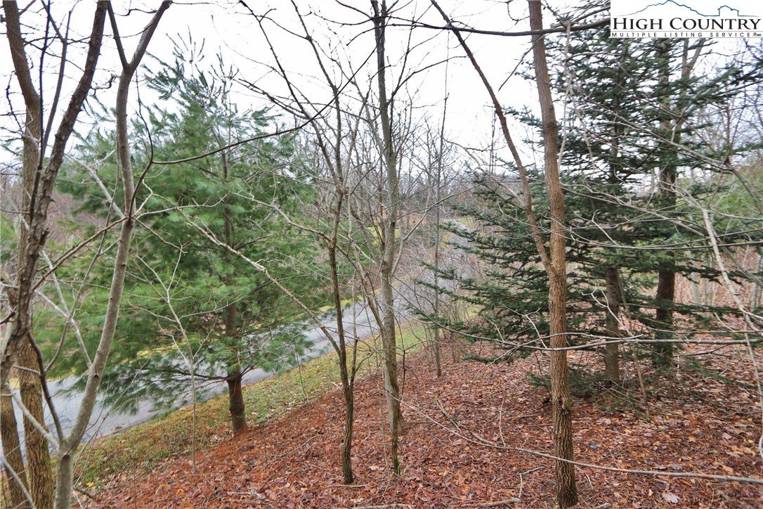 Lot 137 East Indrio Road Blowing Rock, NC 28605 - Photo 12 of 25 a view of a forest with trees