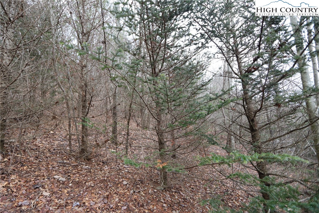 Lot 137 East Indrio Road Blowing Rock, NC 28605 - Photo 14 of 25 a view of a yard with a tree