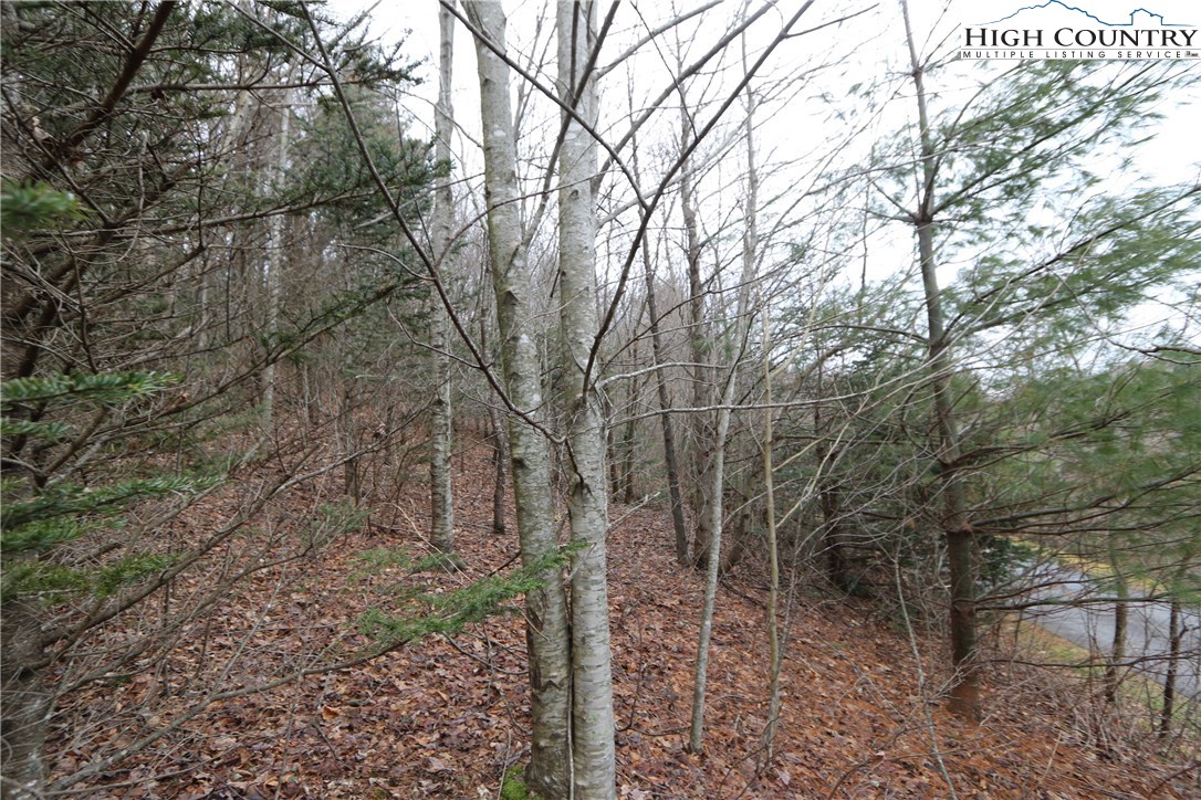 Lot 137 East Indrio Road Blowing Rock, NC 28605 - Photo 15 of 25 a view of a forest filled with trees