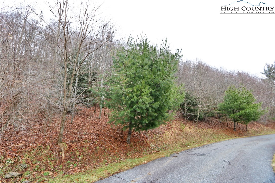 Lot 137 East Indrio Road Blowing Rock, NC 28605 - Photo 20 of 25 a view of a plants with large trees