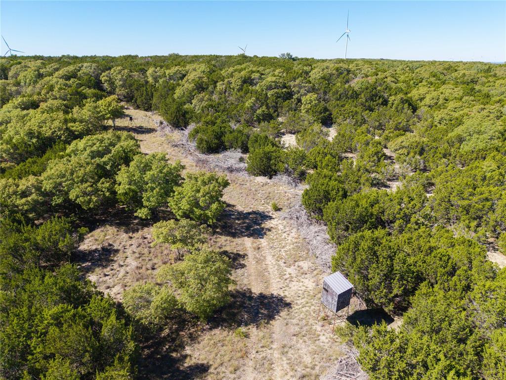 52-acres 52-acres Cr-407 Road Baird, TX 79504 - Photo 30 of 39 a view of a yard with plants and large trees