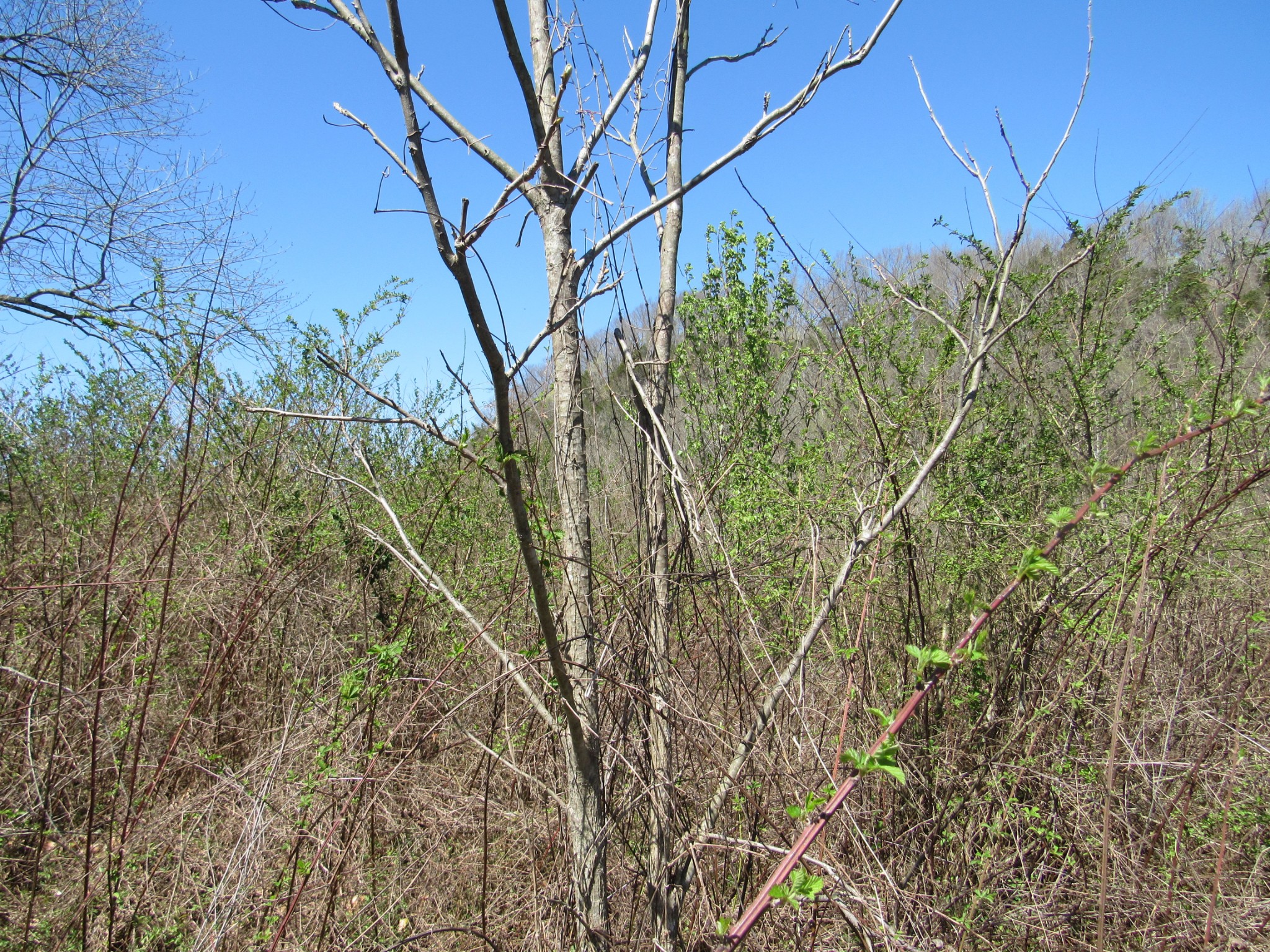 1 Cheatham Dam Road Ashland City, TN 37015 - Photo 24 of 26 Gallery Image 24