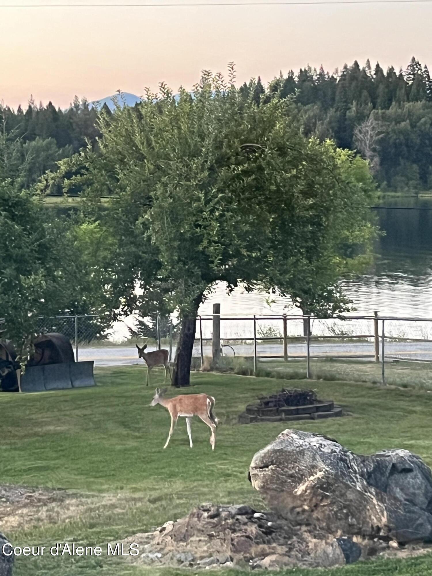17768 Dufort Road Priest River, ID 83856 - Photo 36 of 53 deer in yard