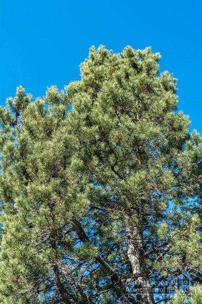 153 Sunstone Loop Bend, OR 97707 - Photo 13 of 21 Additional Photo