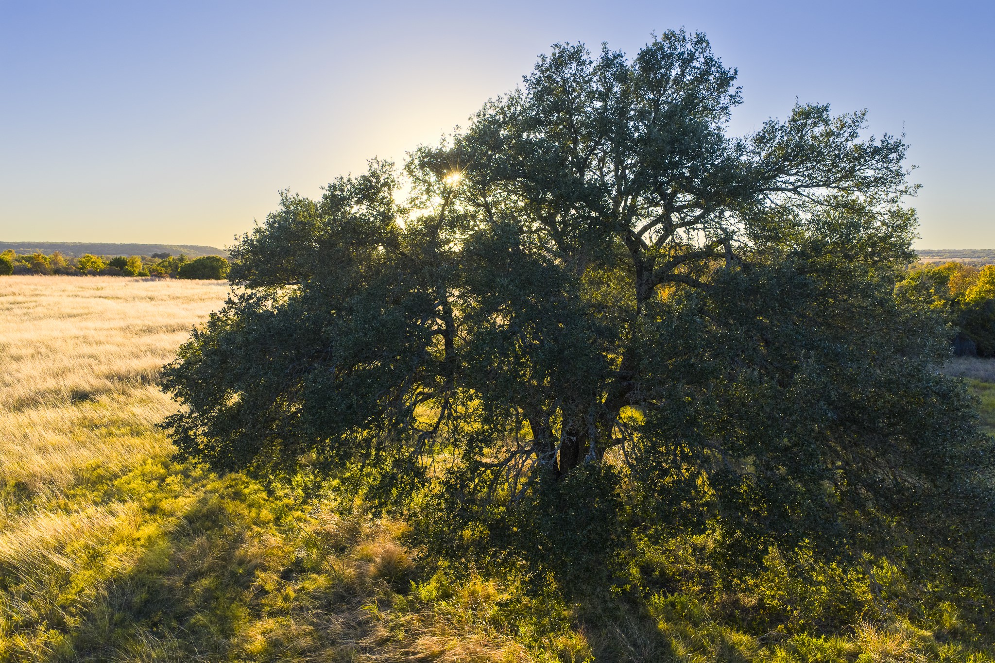 511 County Road 511 Hamilton, TX 76531 - Photo 5 of 15 a picture of tree