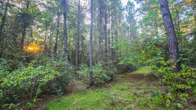 a view of a yard with large trees
