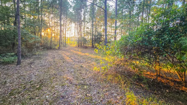 a view of backyard and outdoor space