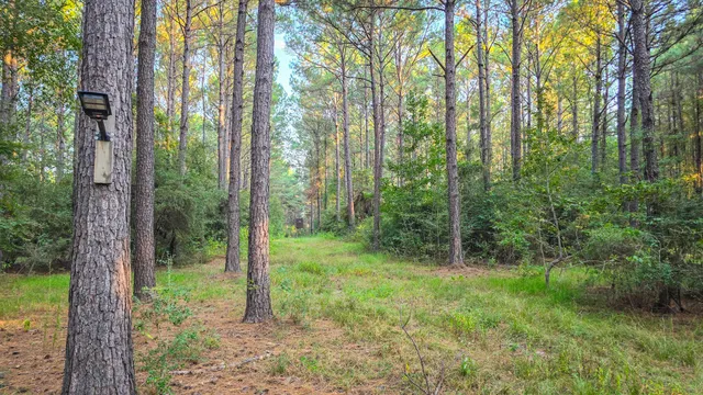 a view of a forest that has large trees