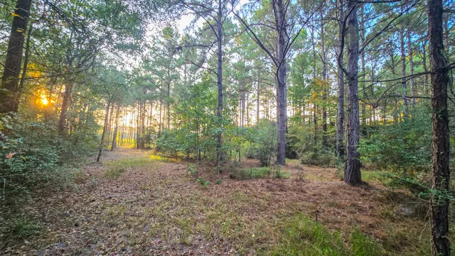 a view of outdoor space and trees