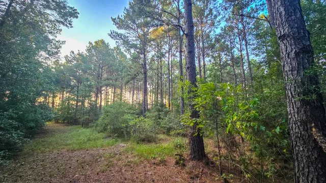 a view of a forest that has large trees