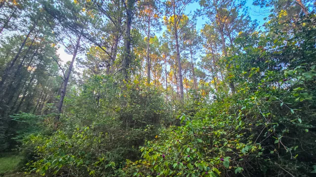 a view of a forest with lots of trees