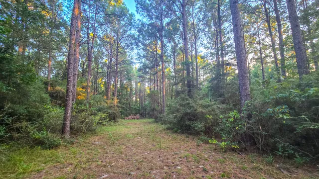 a view of a forest with trees