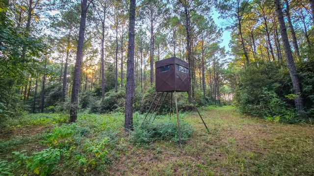 a view of a lush green forest