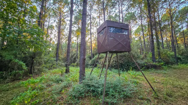 a view of a forest with a street sign and trees