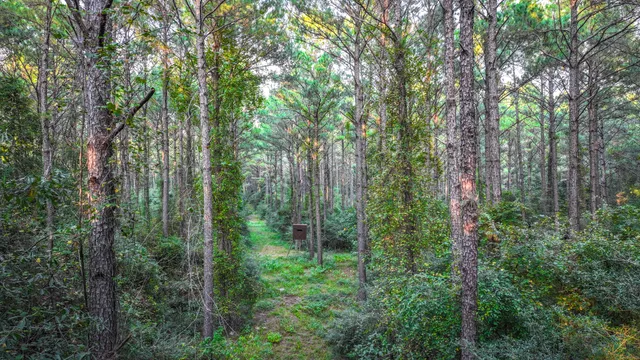 a view of a forest with trees