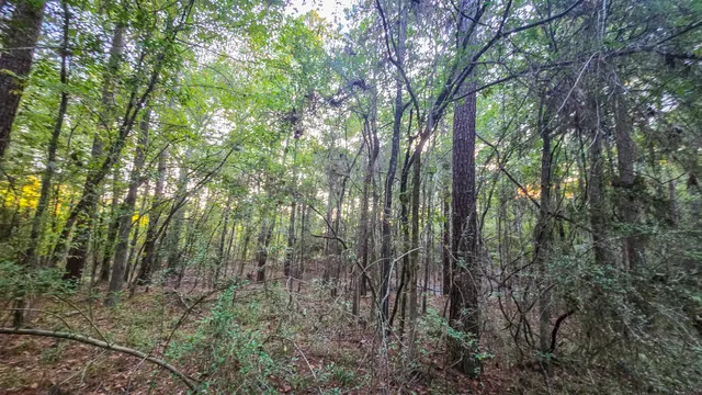 a view of a green field with lots of bushes