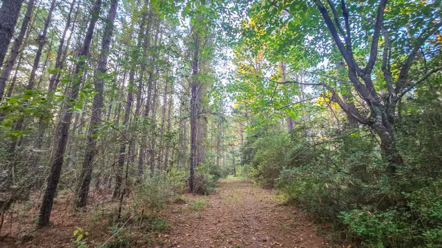 a view of a forest with a street