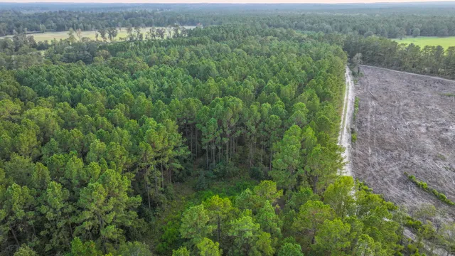 a view of a lush green forest with trees and some houses
