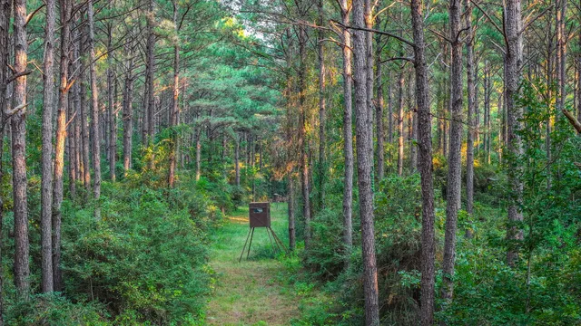 a view of a forest with a street